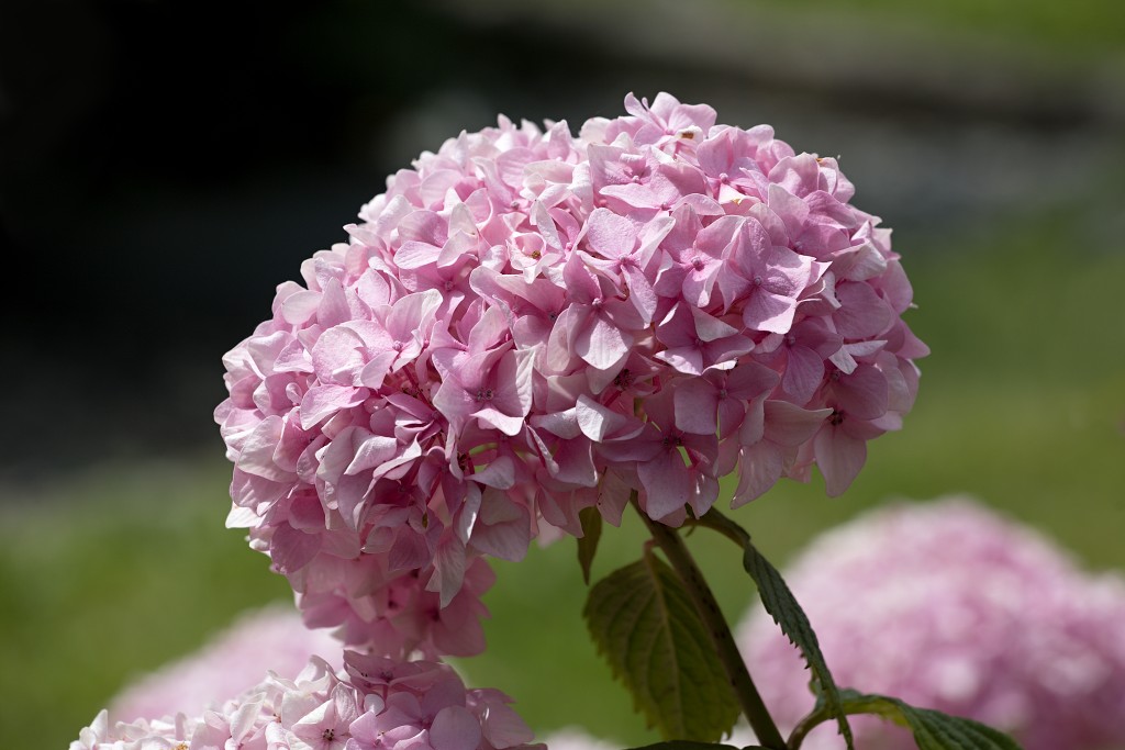 bloemen bloem hdr natuur flora roos rozen tulp tulpen orchidee orchideeen zonnebloem geranium cannabis marihuana wiet hennep sativa indica